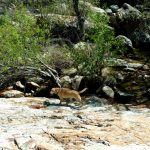 Chivo Falls (4)