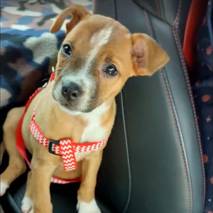 JP the Jeep Puppy